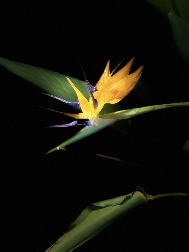 Read more about the article INTENCJE MSZALNE – 23.02. – 02.03.2025r.